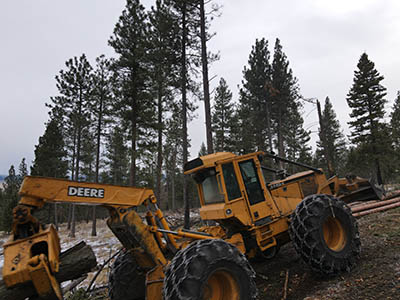 Forest Management Martelli Forestry Project 2